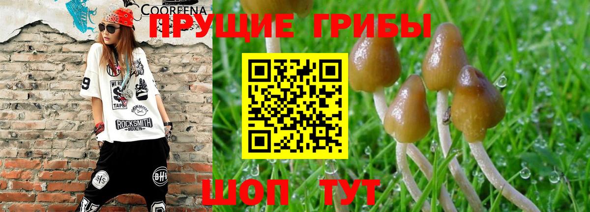 Псилоцибиновые грибы Psilocybe Сергиев Посад